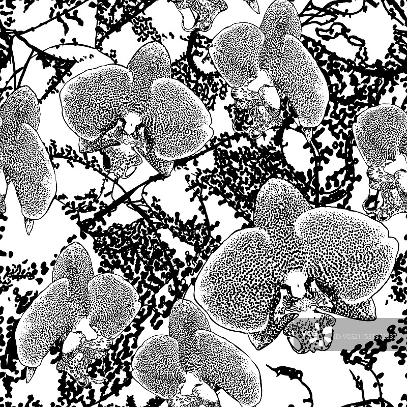 黑白相间的斑点兰花在杂色背景上图片素材