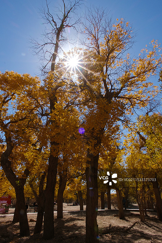 胡杨星光秋韵图片素材