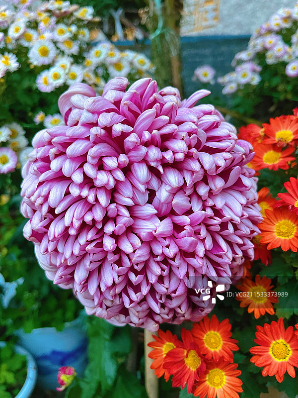 秋天的菊花图片素材