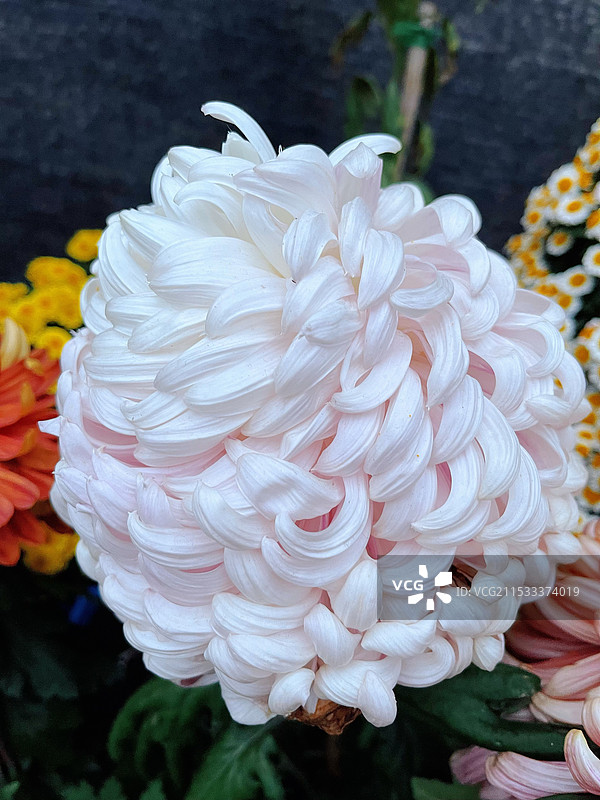 秋天的菊花图片素材