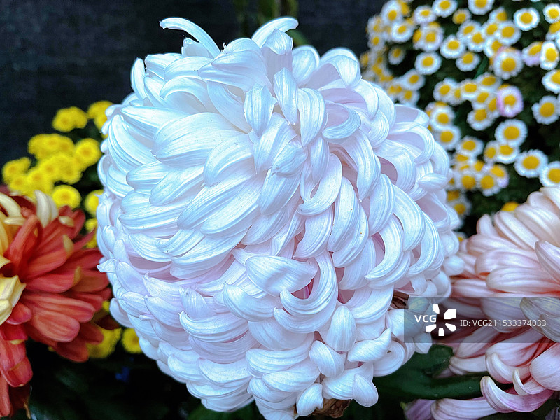 秋天的菊花图片素材