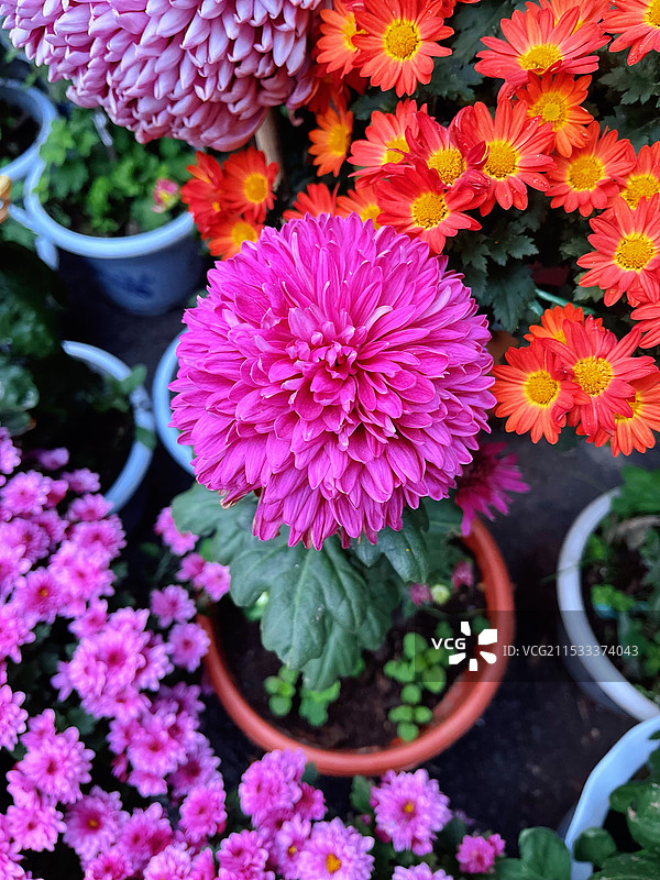 秋天的菊花图片素材