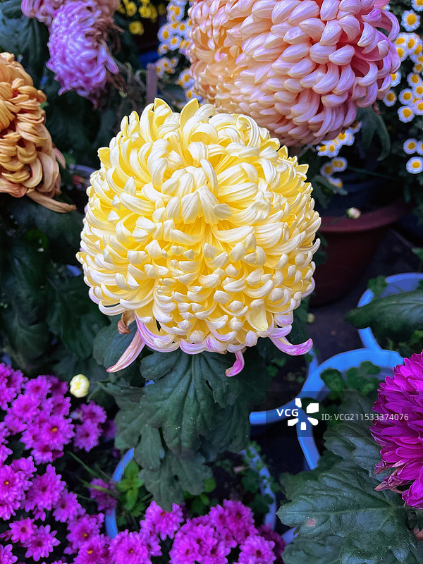 秋天的菊花图片素材