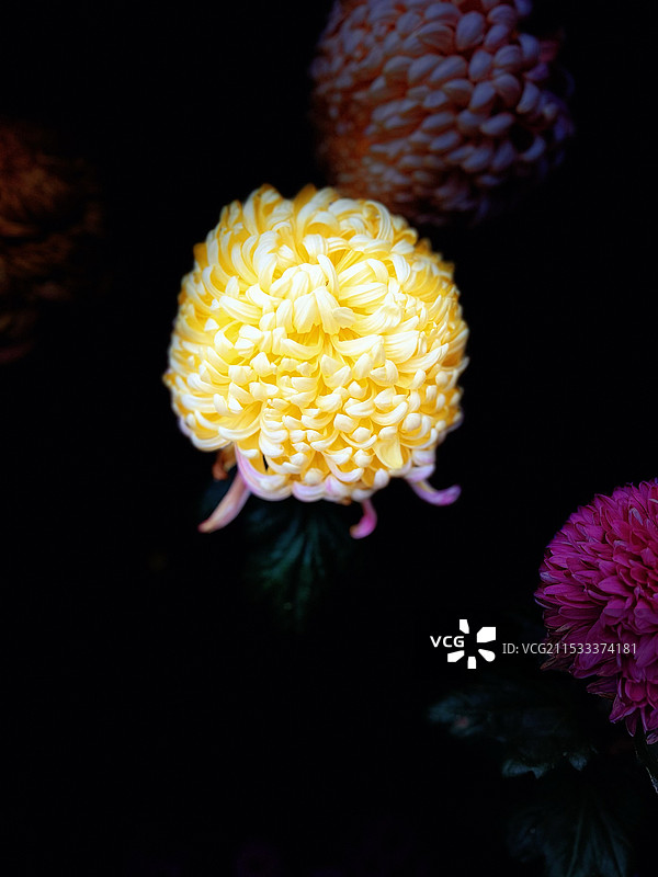 秋天的菊花图片素材