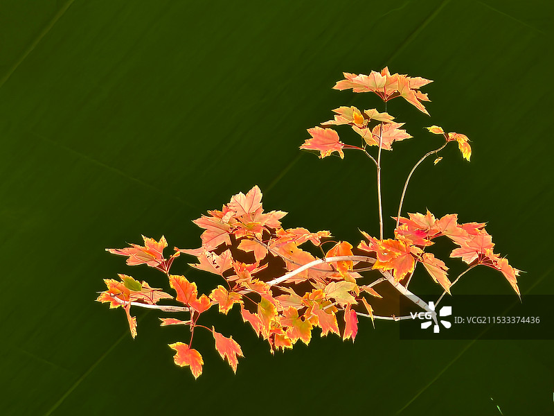 红花槭特写(摄于成都天府艺术公园)图片素材