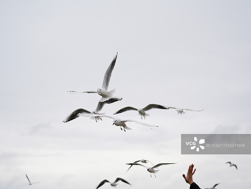 冬天云南昆明滇池海晏村红嘴鸥在雨中飞翔中抢食叼食进食的低角度视图图片素材
