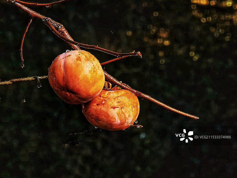 柿柿如意图片素材