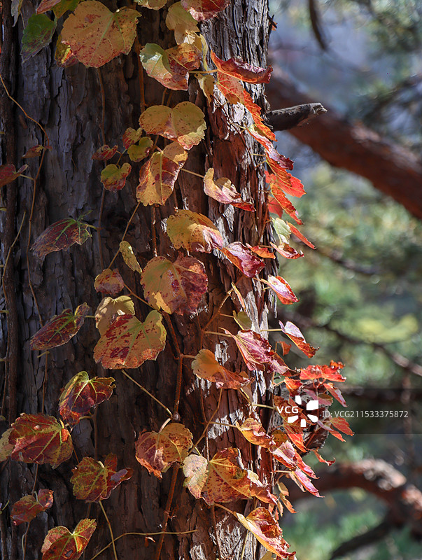 枫叶秋天图片素材