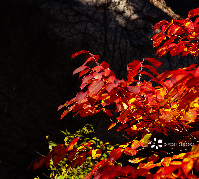 枫叶秋天图片素材