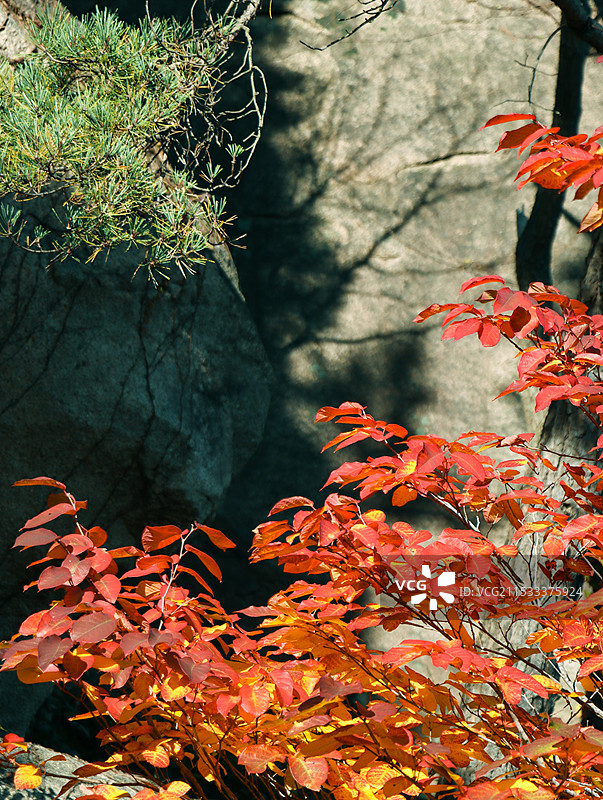 枫叶秋天图片素材