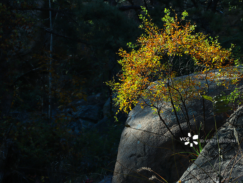 枫叶秋天图片素材