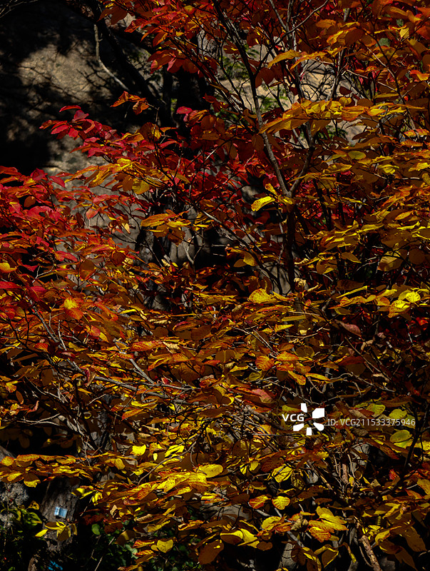 枫叶秋天图片素材