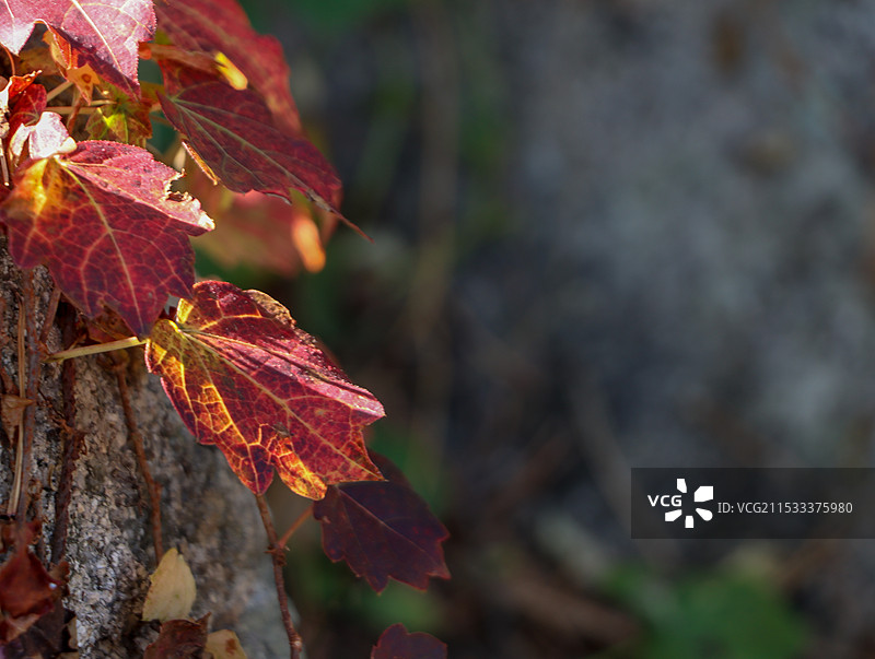 枫叶秋天图片素材