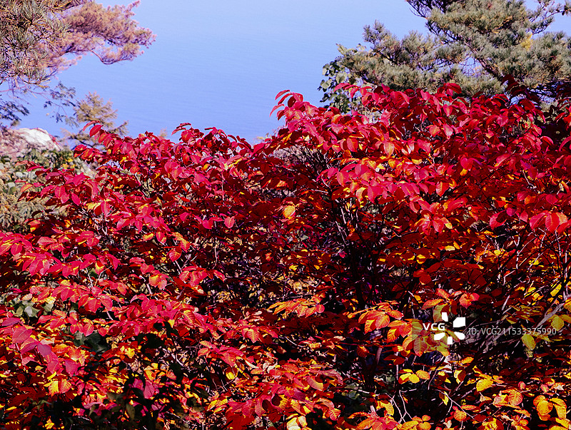 枫叶秋天图片素材