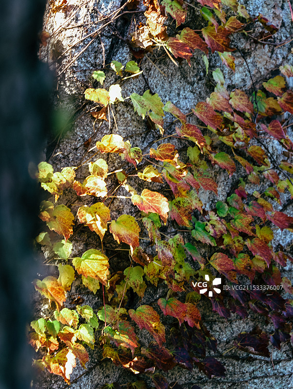 枫叶秋天图片素材