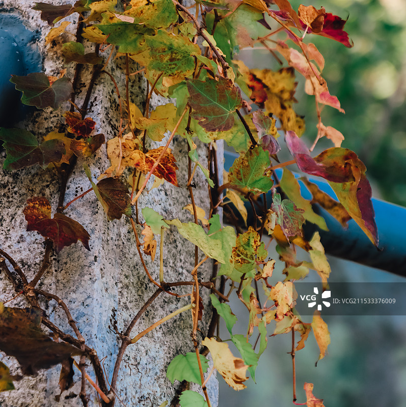 枫叶秋天图片素材