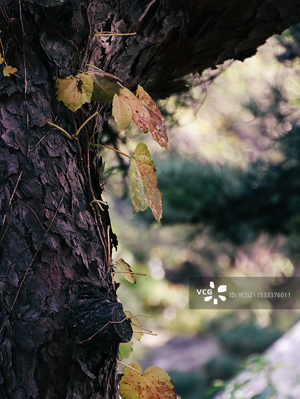 枫叶秋天图片素材