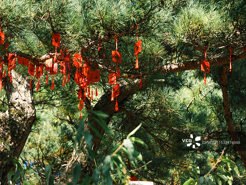 枫叶秋天图片素材