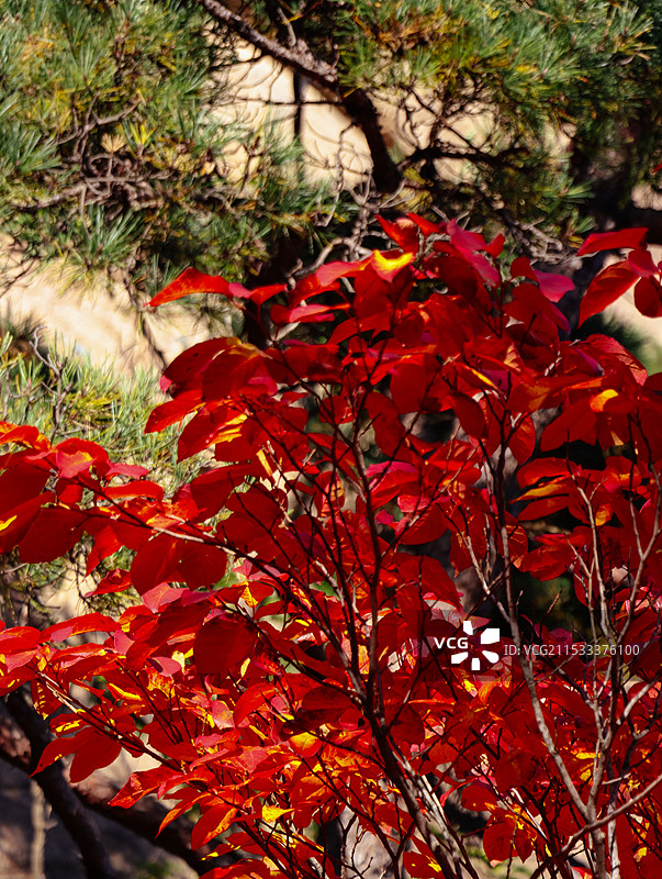 枫叶秋天图片素材