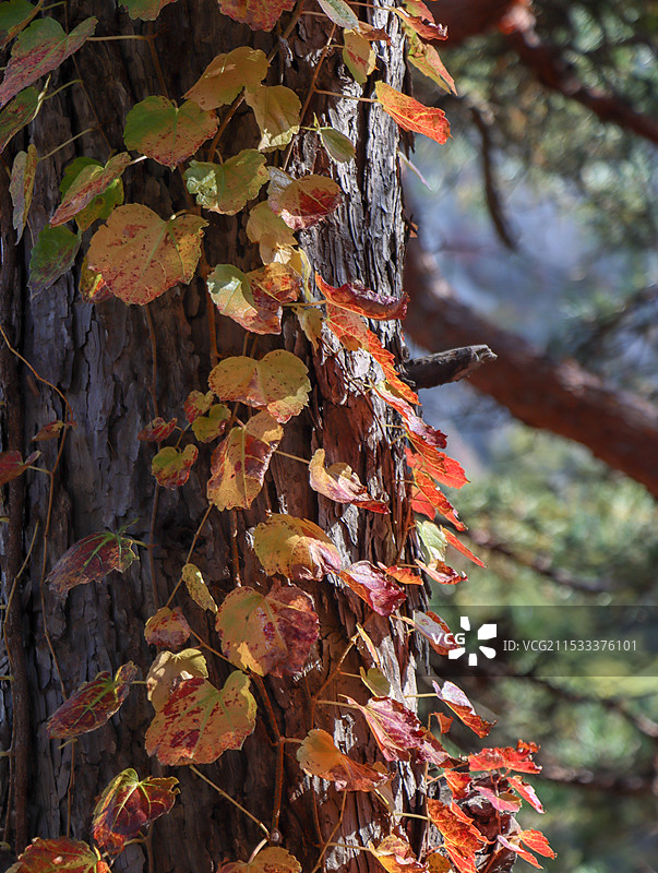 枫叶秋天图片素材