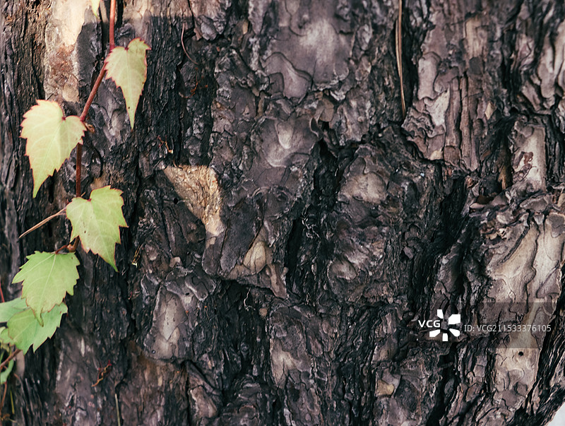 枫叶秋天图片素材