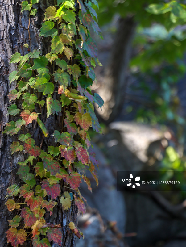 枫叶秋天图片素材