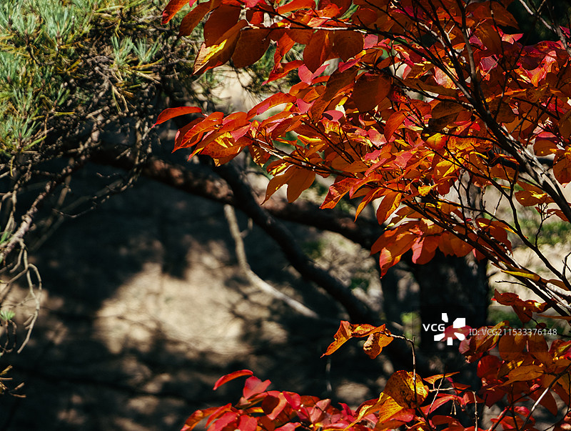枫叶秋天图片素材