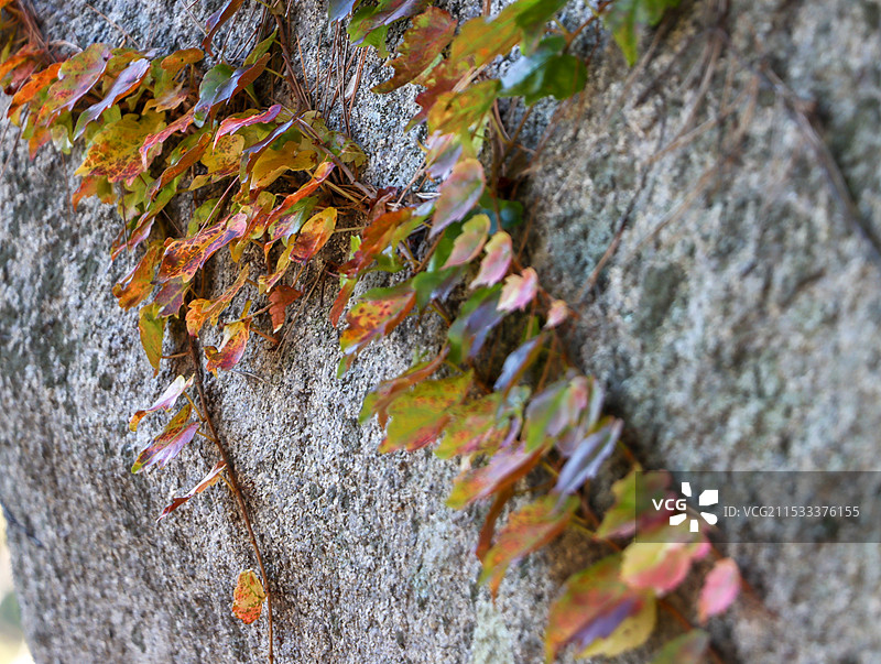 枫叶秋天图片素材