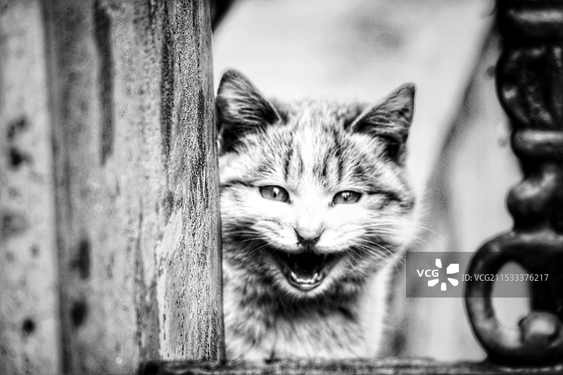 黑白流浪猫图片素材