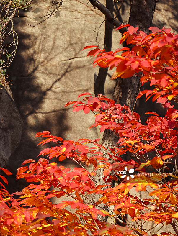 枫叶秋天图片素材