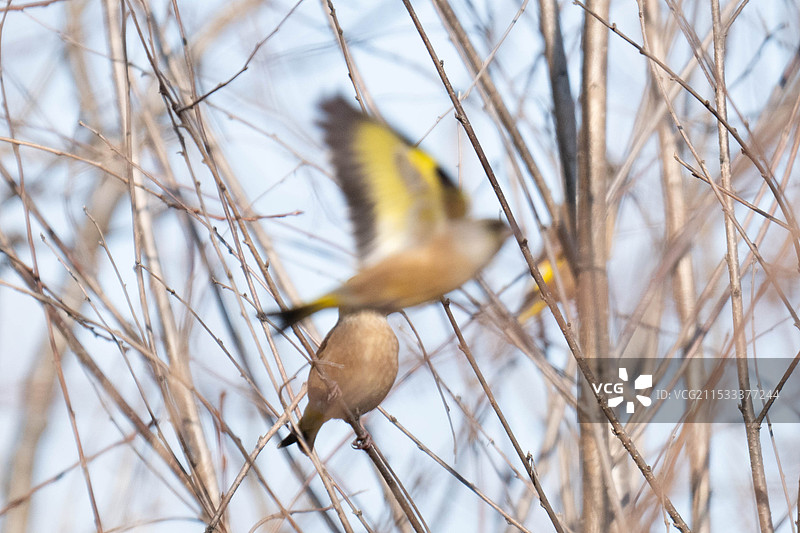 金翅雀图片素材