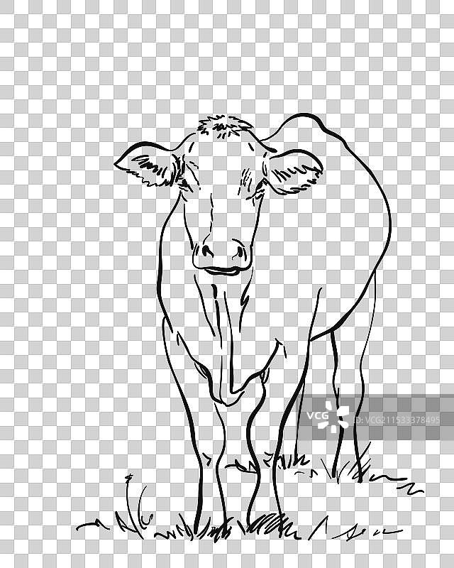 无角牛的素描图图片素材