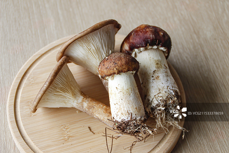 蘑菇特写图片素材