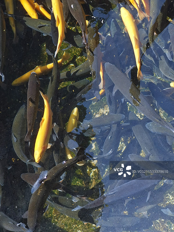 水池中的虹鳟鱼金鳟鱼图片素材