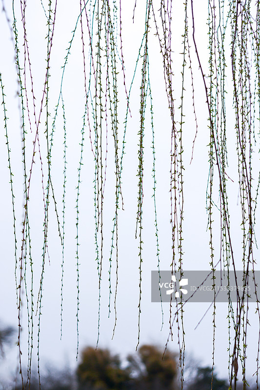 竖构图的垂柳图片素材