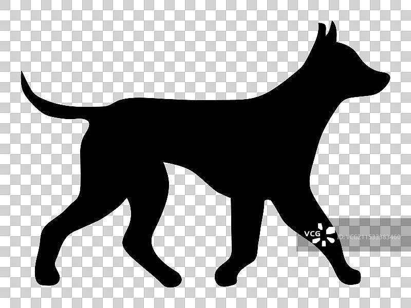 一只黑色的行走狗图片素材