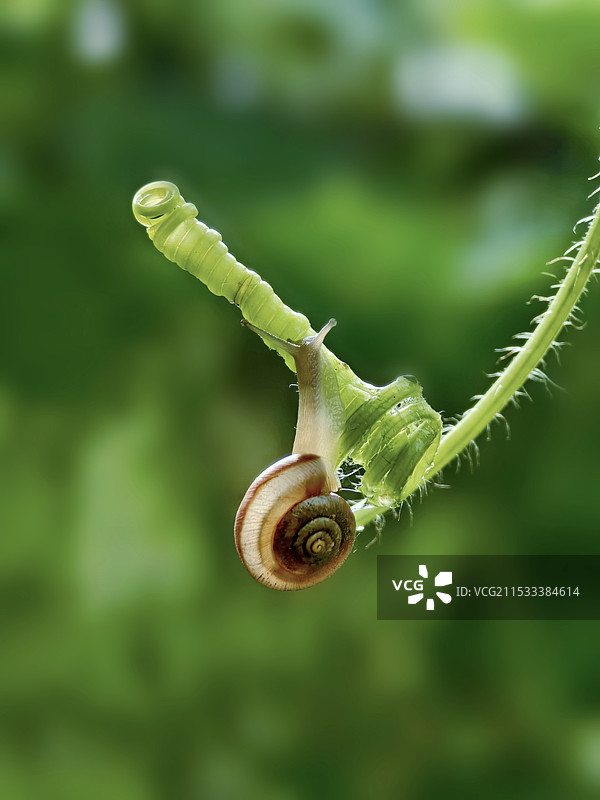 藤蔓上的小蜗牛图片素材