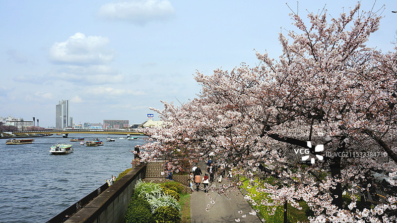 日本东京都墨田区，樱花时节的隅田川图片素材