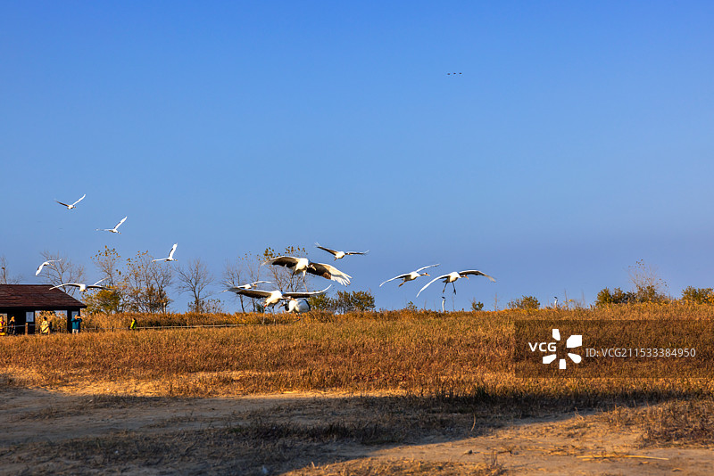 国家一级保护动物丹顶鹤图片素材