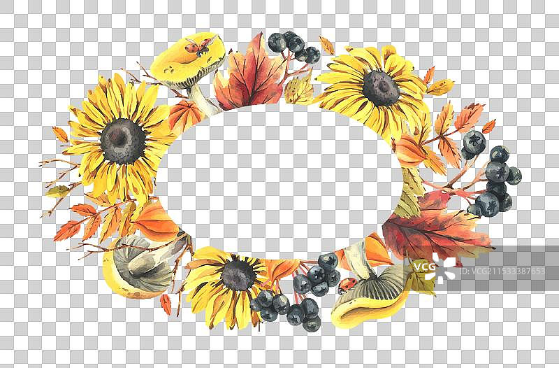 秋季浆果，灯笼果， chokeberry，山楂叶图片素材