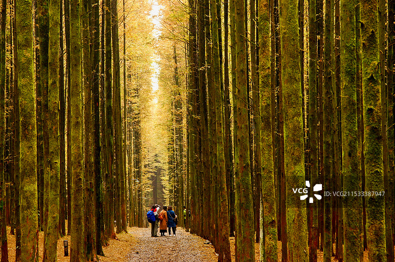重庆山王坪的秋天图片素材