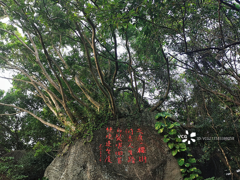 三亚天涯海角景区天涯一棵树与石刻图片素材