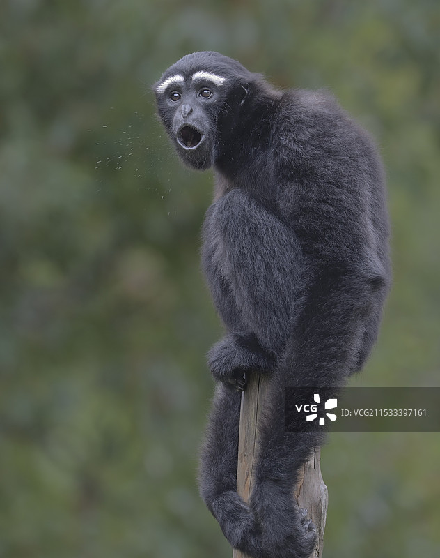 吼叫(白眉长臂猿)图片素材