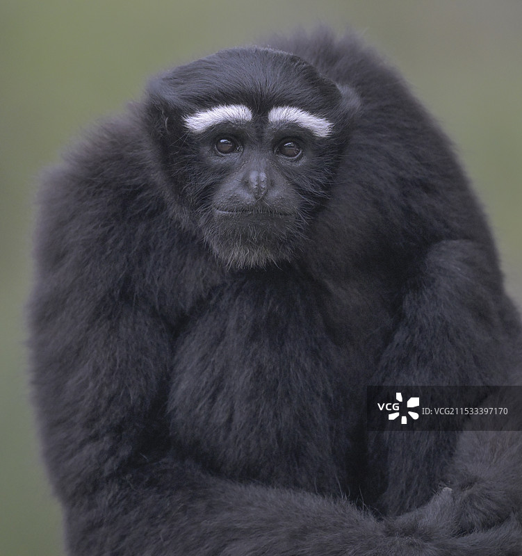 好奇(白眉长臂猿)图片素材