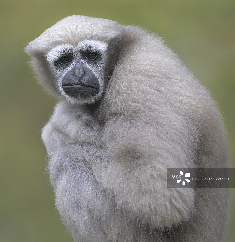 好奇(白眉长臂猿)图片素材