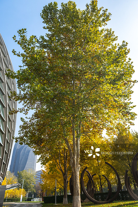 北京凤凰国际传媒中心秋天金黄色银杏树天空图片素材