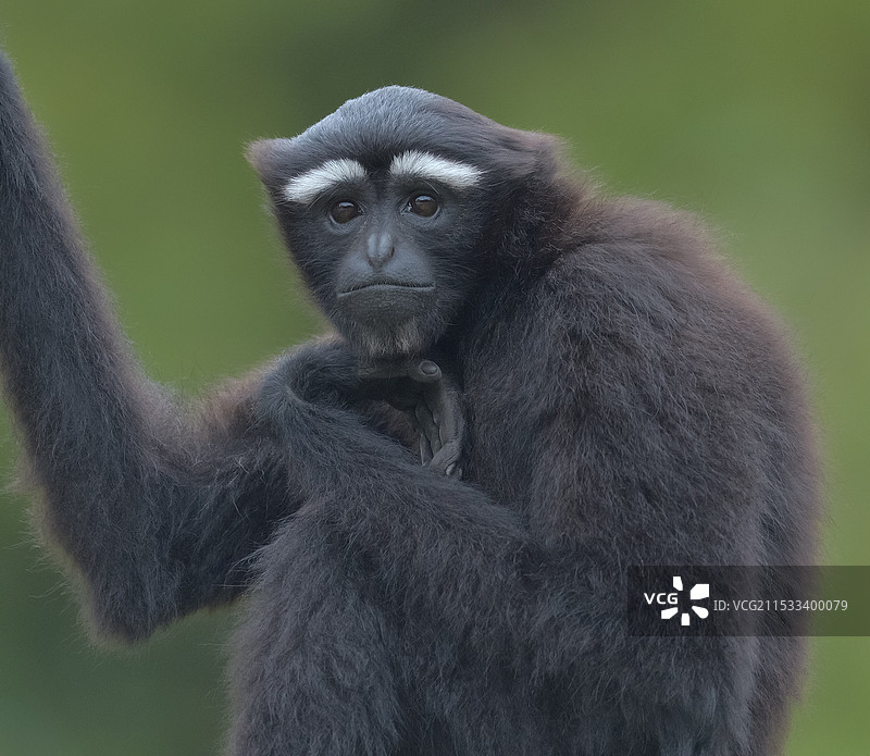 好奇(白眉长臂猿)图片素材