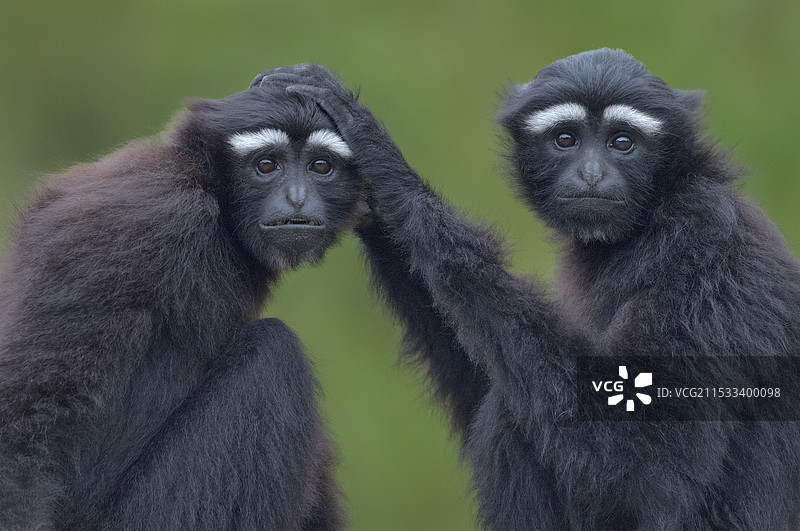 伴侣(白眉长臂猿)图片素材