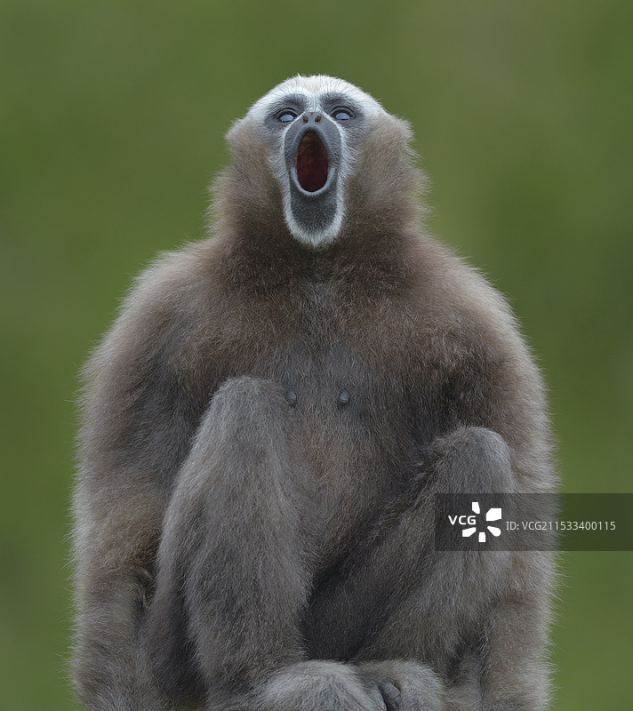吼叫(白眉长臂猿)图片素材
