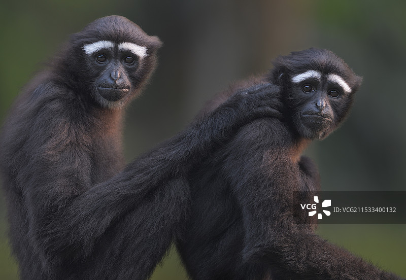 伴侣(白眉长臂猿)图片素材